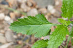 Rose verbena